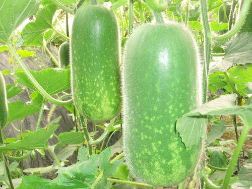 vc维密圈免费图片吃瓜,揭秘维密圈免费图片背后的吃瓜故事